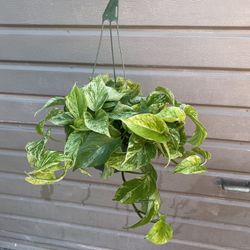 6” Marble Queen Pothos