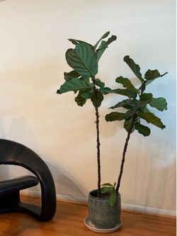 Moving Sale! Large Fiddle Leaf Fig Plant with Decorative Pot