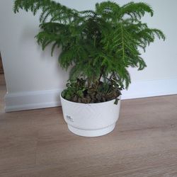 House Plant 