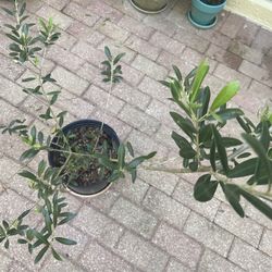 Live, Healthy Olive Tree