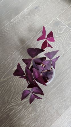 Oxalis Triangularis (Purple Shamrock)