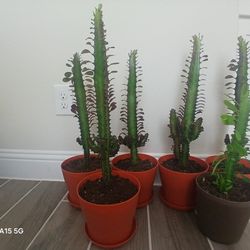 Real Decorative Plants-Euphorbia Trigona-$15. EACH