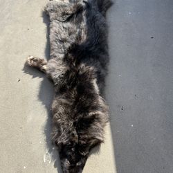 Alaskan Wolf Pelt