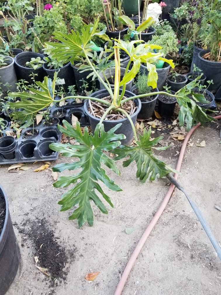 Most era Plant In 15 Gallon