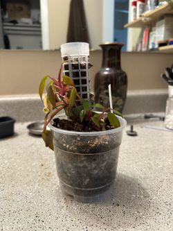 Philodendron Strawberry Shake