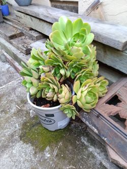 Large succulent flowers