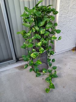 Pothos Plant