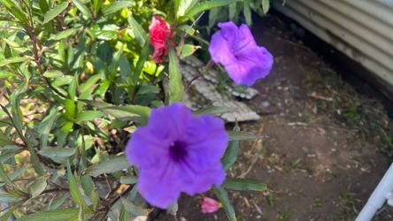 Mexican Petunia beautiful purpleon 4 galon pot20inches long l have 2 more on the same x 8.00 each in Rialto ca petunia mexicana son tres por 8 .0
