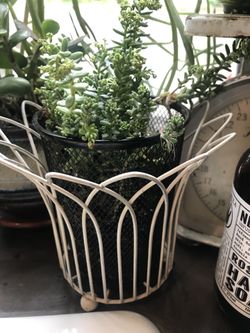 Cute succulent arrangement