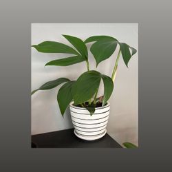 Rhaphidophora Decursiva Potted Plant-6” Pot