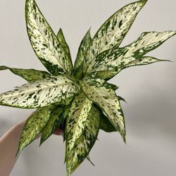 dieffenbachia star bright plant