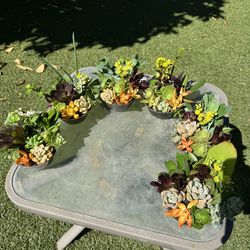 Little cute succulents, read description