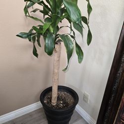 Indoor Plant