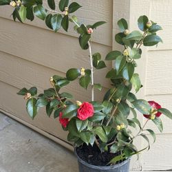 Camellias Plants $45
