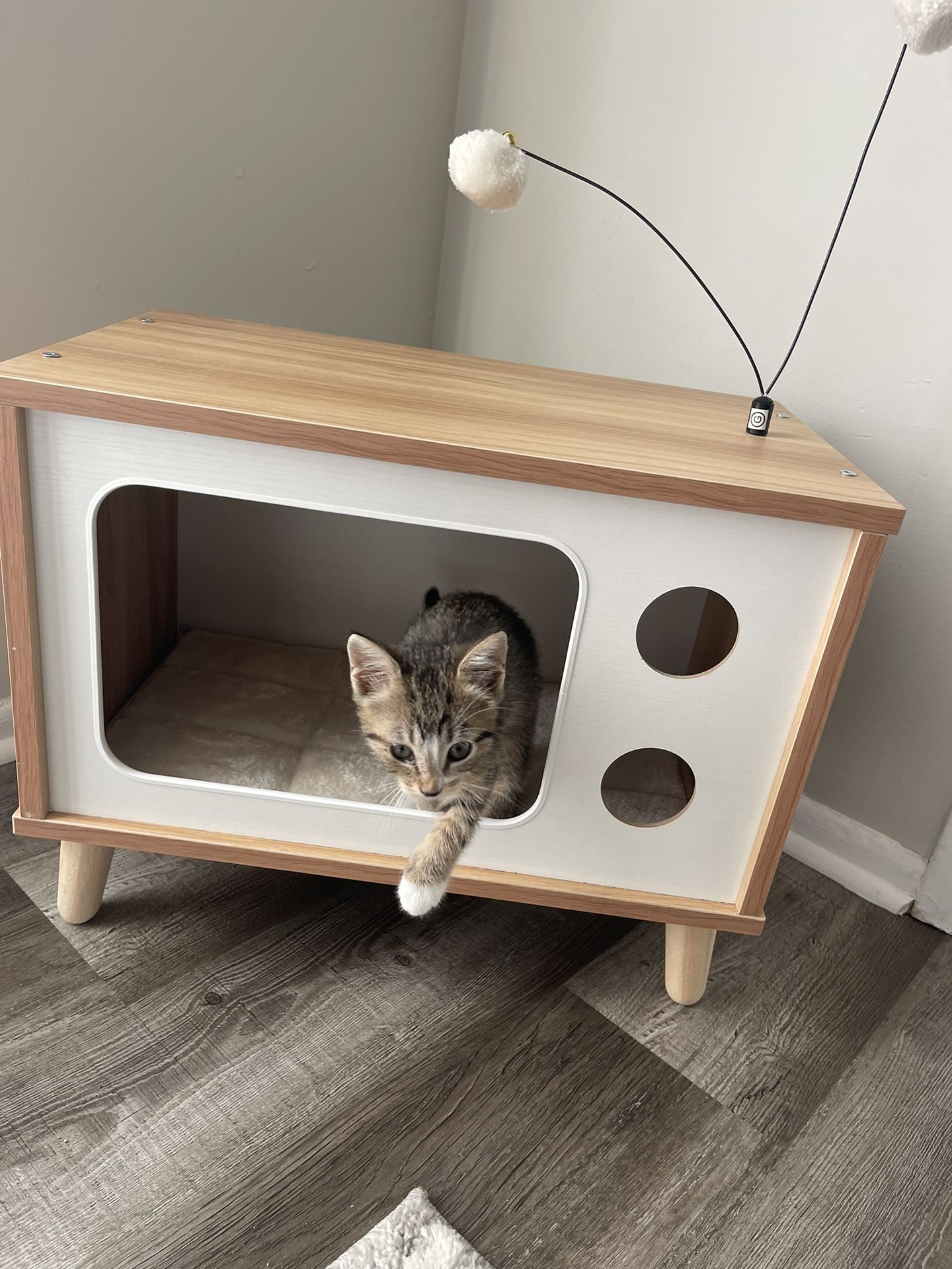 Cat Tv Condo