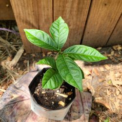 ICE CREAM BEAN TREE (INGA) Rare Tropical Fruit Tree