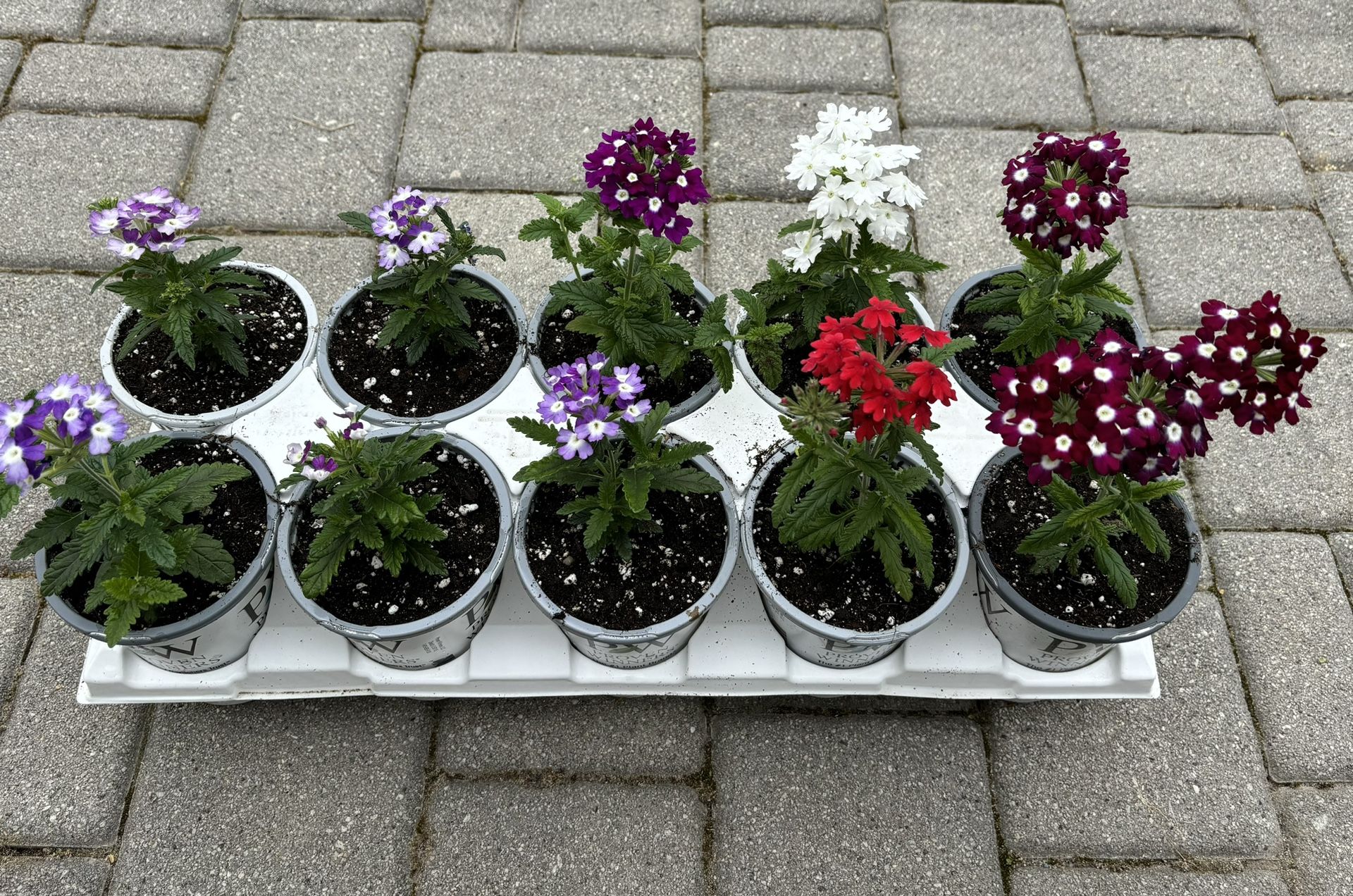 Verbena Obsession Cascade and Twister Purple.