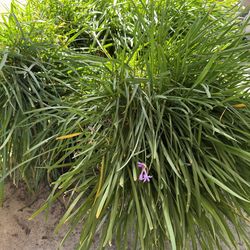 Society garlic landscape plants 10+
