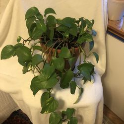 Indoor Epipremnum flower in a ceramic pot