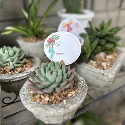 Gift Idea - Plants $5 Each 