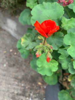 Geraniums red flowers with root and 6” pot altogether.