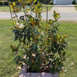 Magnolia Tree For Sale I Think Is 2 Years Old 