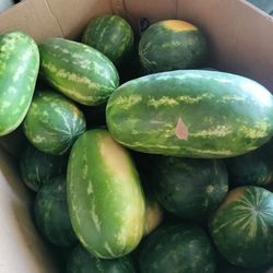 Sandias Recien Cortadas 