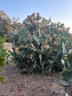 Prickly Pear Cactus Fruit