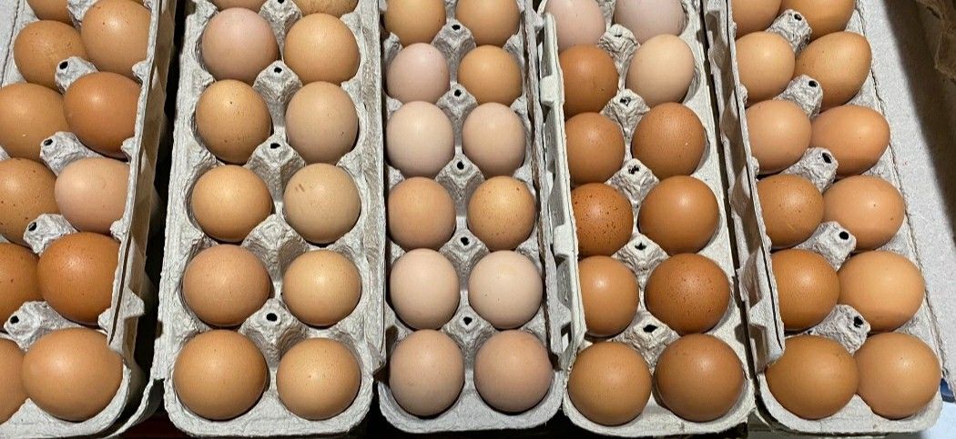 Farm Fresh Eggs