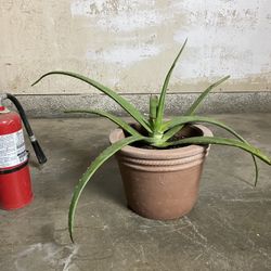 Aloe Vera Plants In Ceramic Pot-Organic