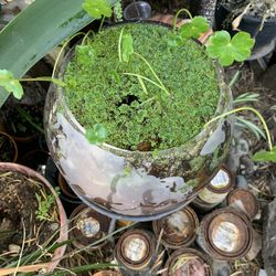 Water Plants 2 Different Ones  In Glass Container.