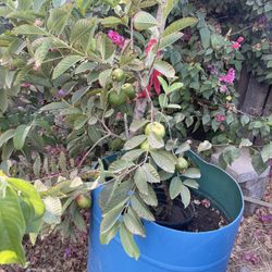Guayaba Tree 