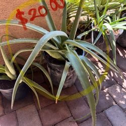 ALOE VERA PLANTS