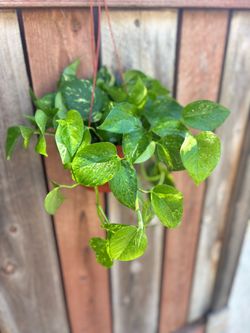 Pothos
