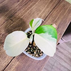 Monstera albo variegated