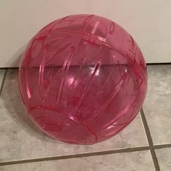 Guinea pig ball petco top