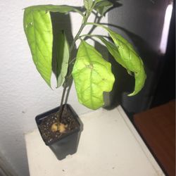 Baby Avocado Tree 