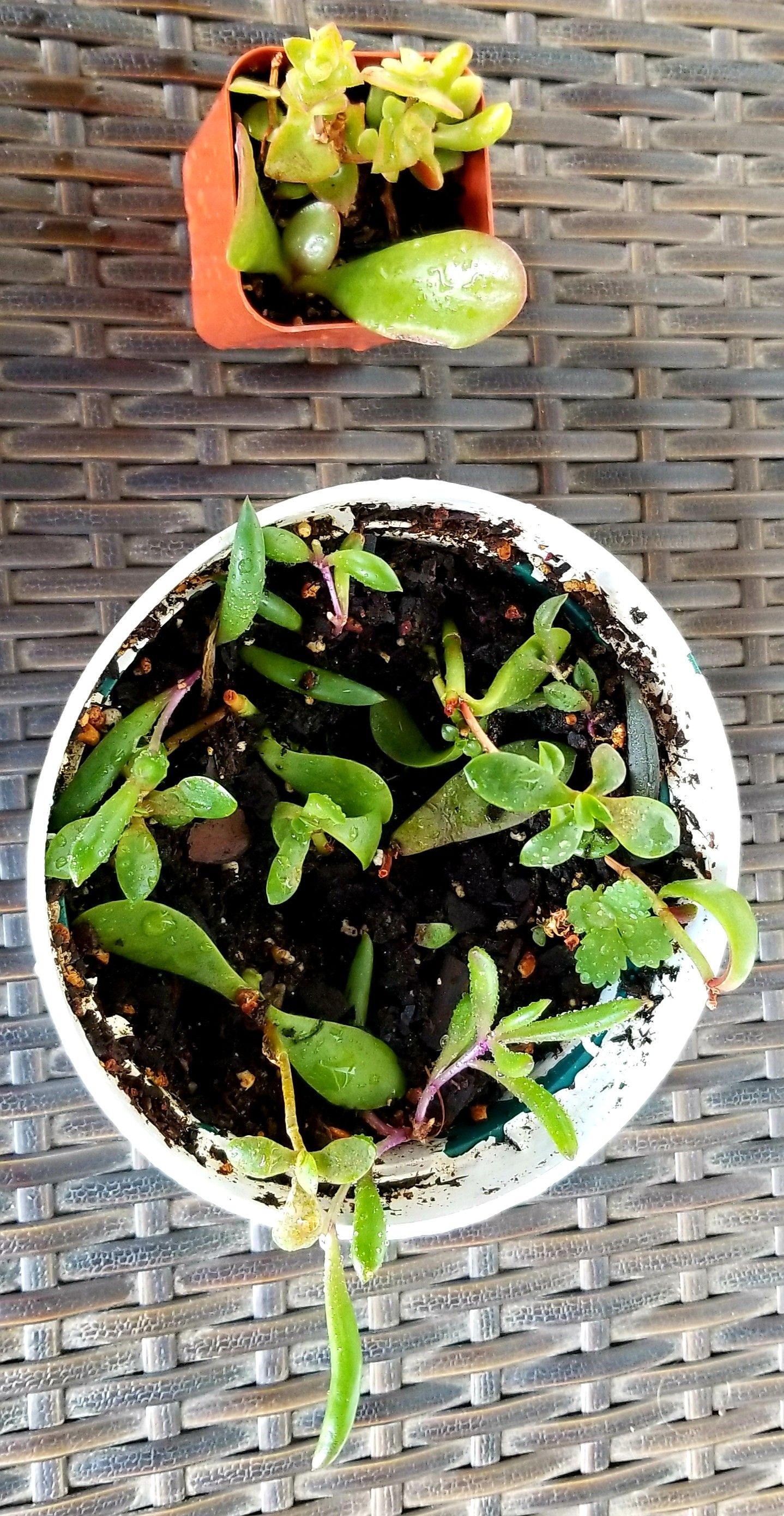 Tiny Succulents