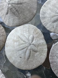 Whole Sand Dollars