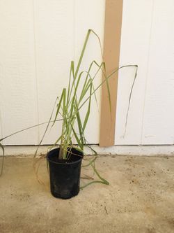 Thai Lemongrass / Tanglad