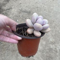 4in Pot Moonstone Succulent 