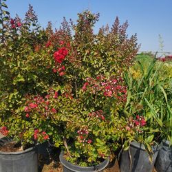 DynamiteCrape Myrtle