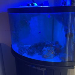 Salt Water Tank