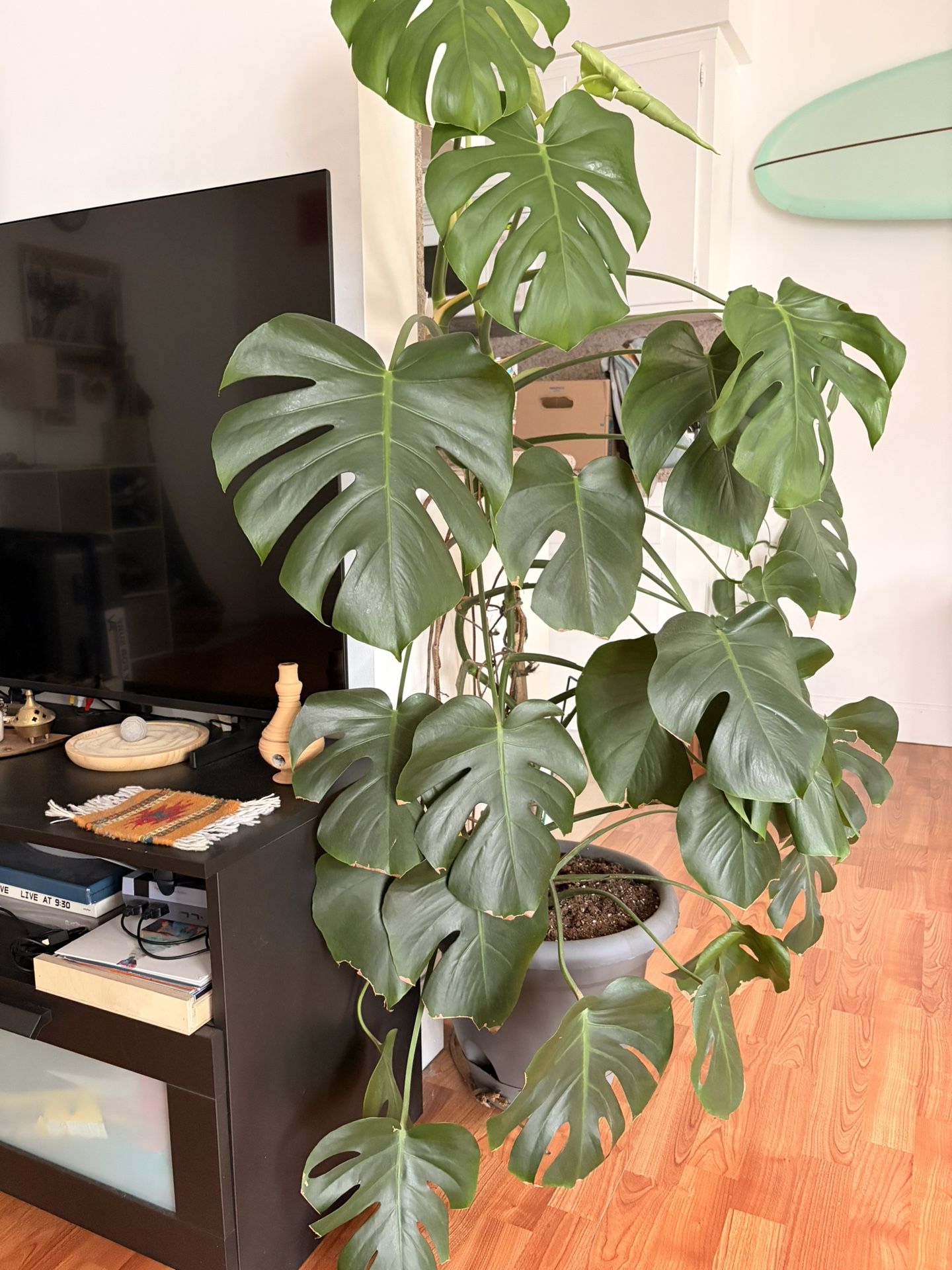 Monstera Plant