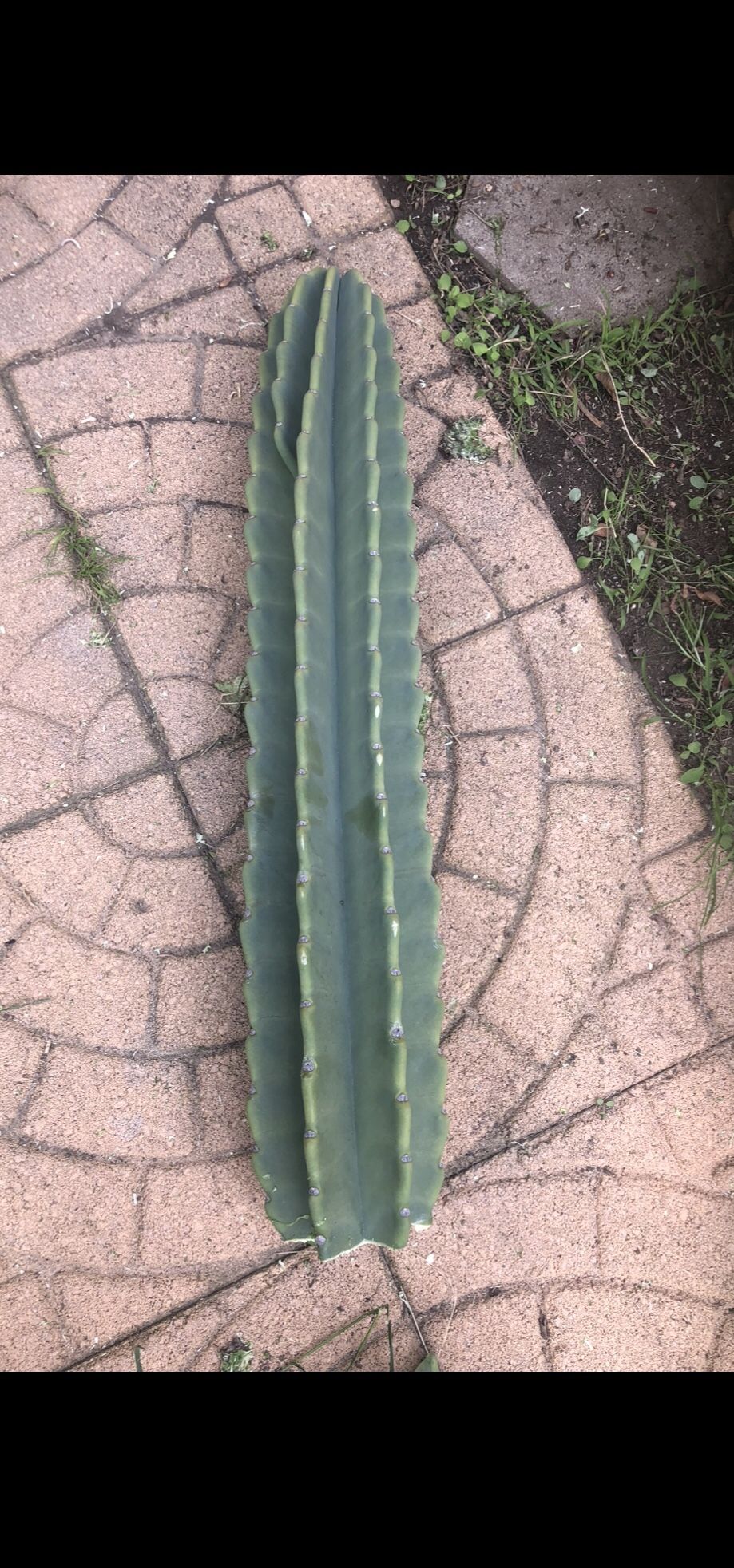Cactus Live Clipping Ready To Pop Or Plant 31”