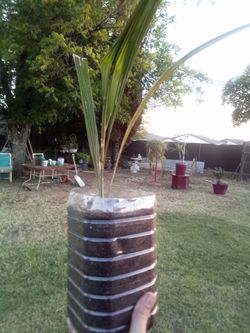 Small Sago Palm – Starter Plant, Easy to Grow
Palma de Sagú Pequeña