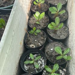 Adenium Baby Plants Seedlings Rosas Del Desierto Bebé Colores Variados $5 Each