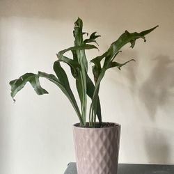 Unique Potted Plant 🪴 