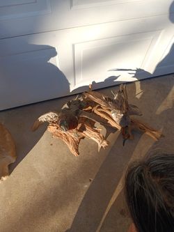Patos