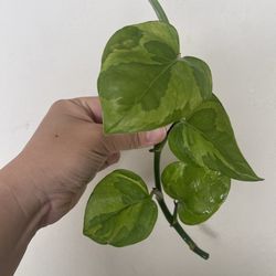 Lemon meringue Pothos plant CUTTING
